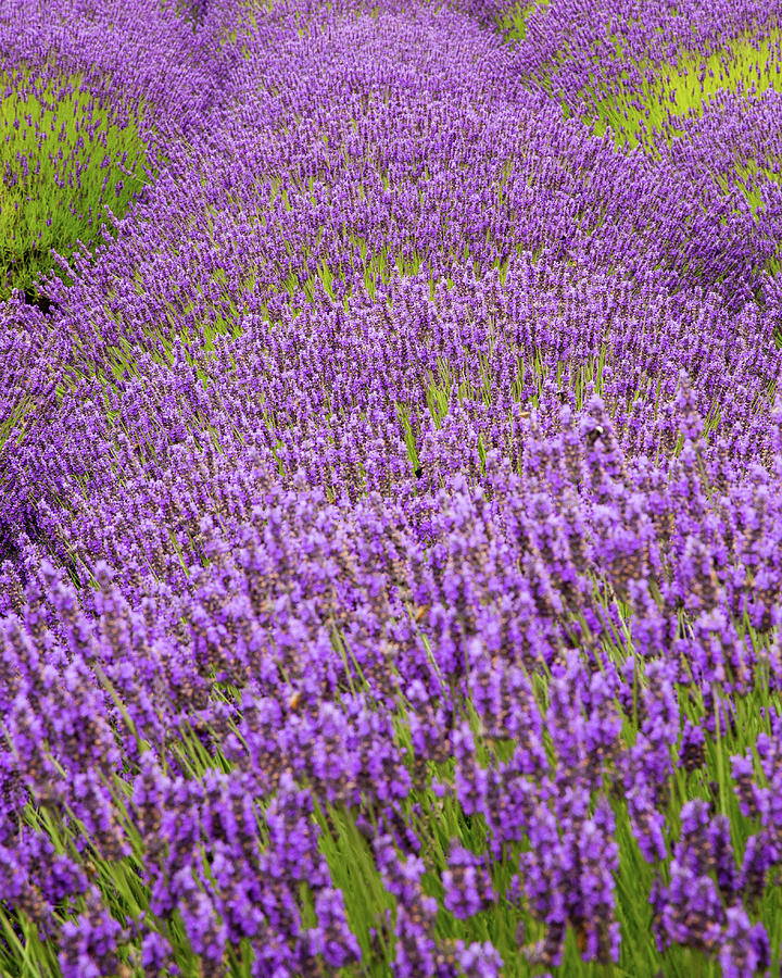 Lavender Field Patterns - 6 Photograph by Alex Mironyuk
