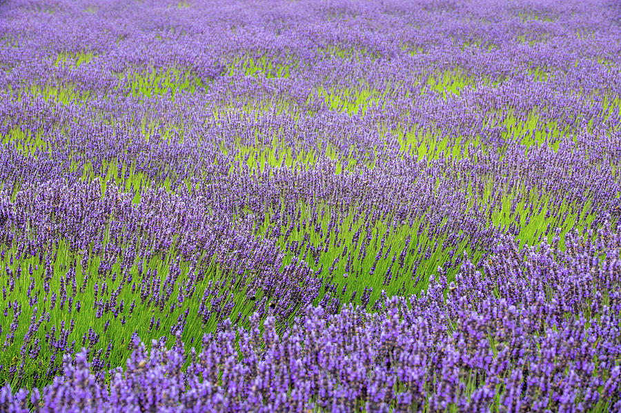 Lavender Field Patterns Photograph by Alex Mironyuk