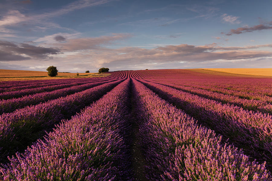 Lavender Field Photograph by Paul Baggaley Lavender Field Photograph by Paul Baggaley