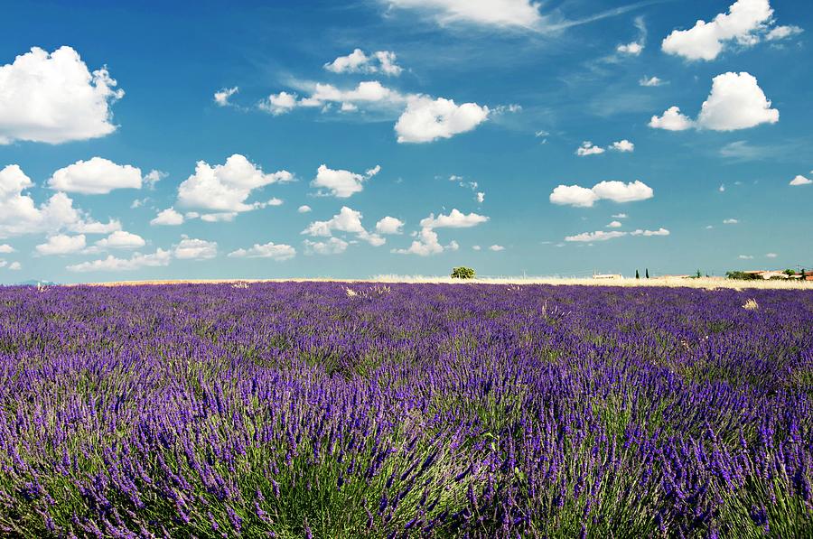 Lavender Field Photograph by Paul Biris