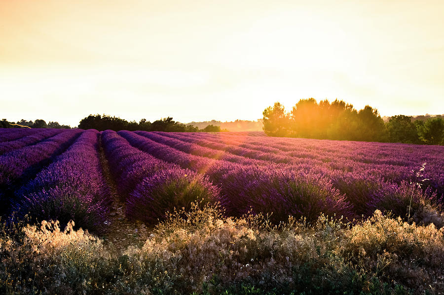 Lavender Field, Sun Backlighted Photograph by Maica