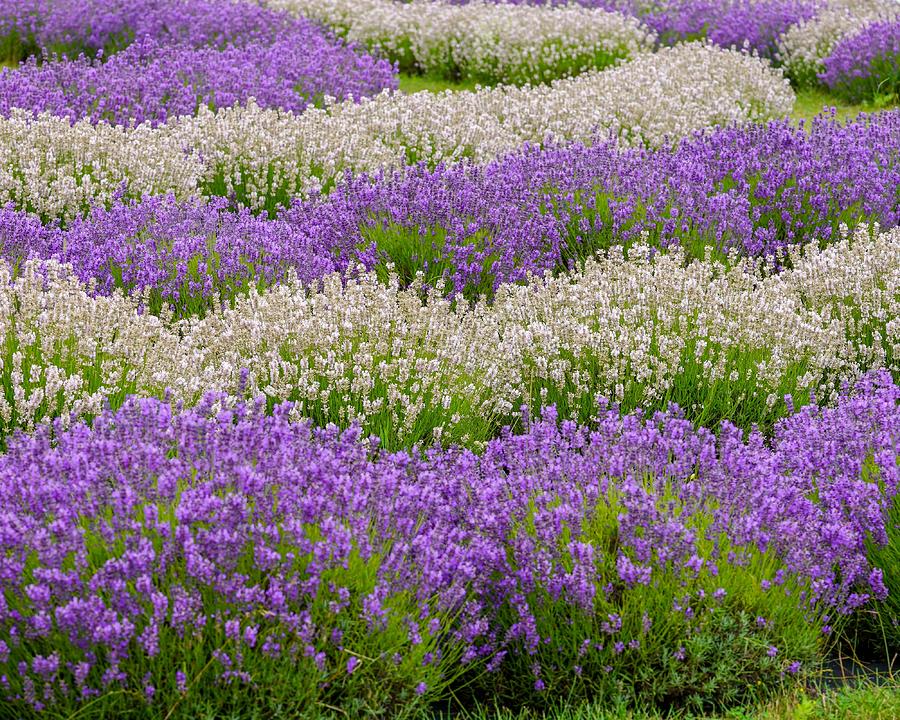 Lavender Field Photograph by Susan Rydberg