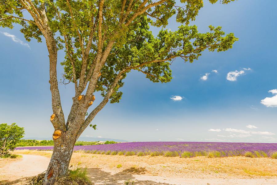 Summer Photograph - Lavender Field With A Tree, Provence by Levente Bodo
