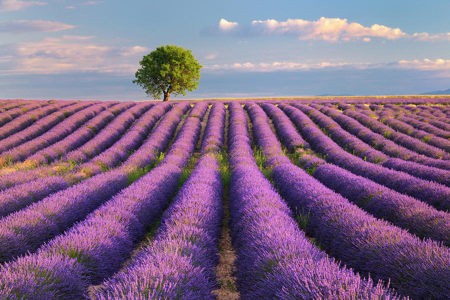 Lavender Field With Tree by Cornelia Doerr