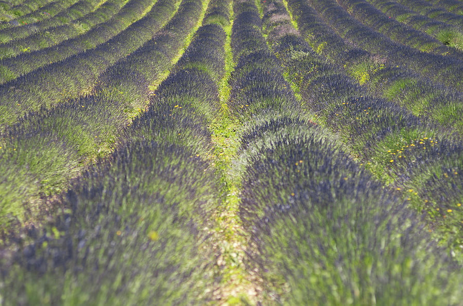 Nature Photograph - Lavender Field by Yves Andre