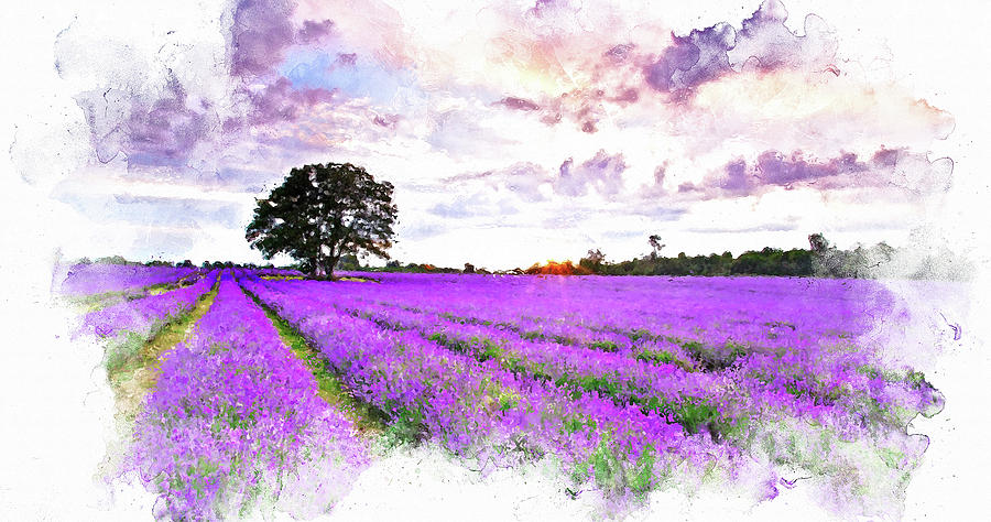 Lavender fields - 05 Painting by AM FineArtPrints