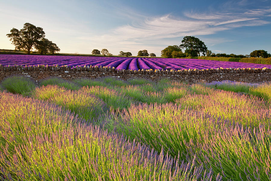 Lavender Fields At Dawn Photograph by Doug Chinnery