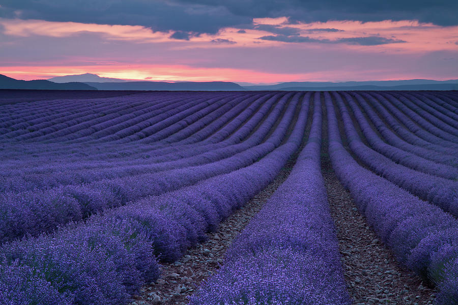 Lavender Fields Photograph by Contact Me At Jgdamlow@gmail.com