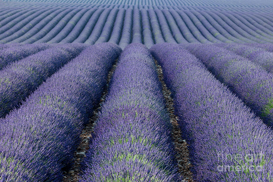 Lavender Fields Forever Photograph by Brian Jannsen