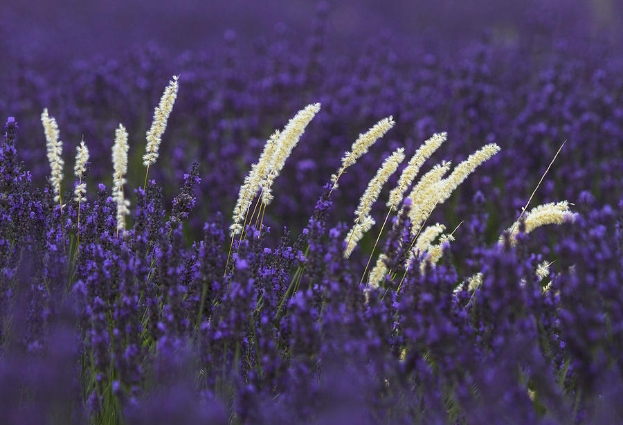 Lavender Fields In Vaucluse Digital Art by Beniamino Pisati