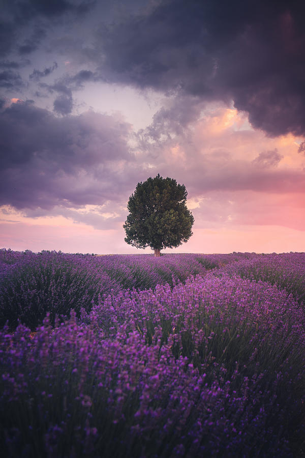 Lavender Fields, Isparta Photograph by Cuma Cevik