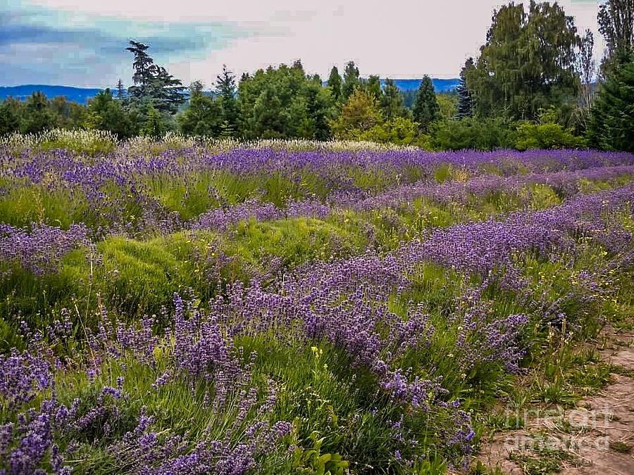Lavender Fields Photograph by Melissa OGara