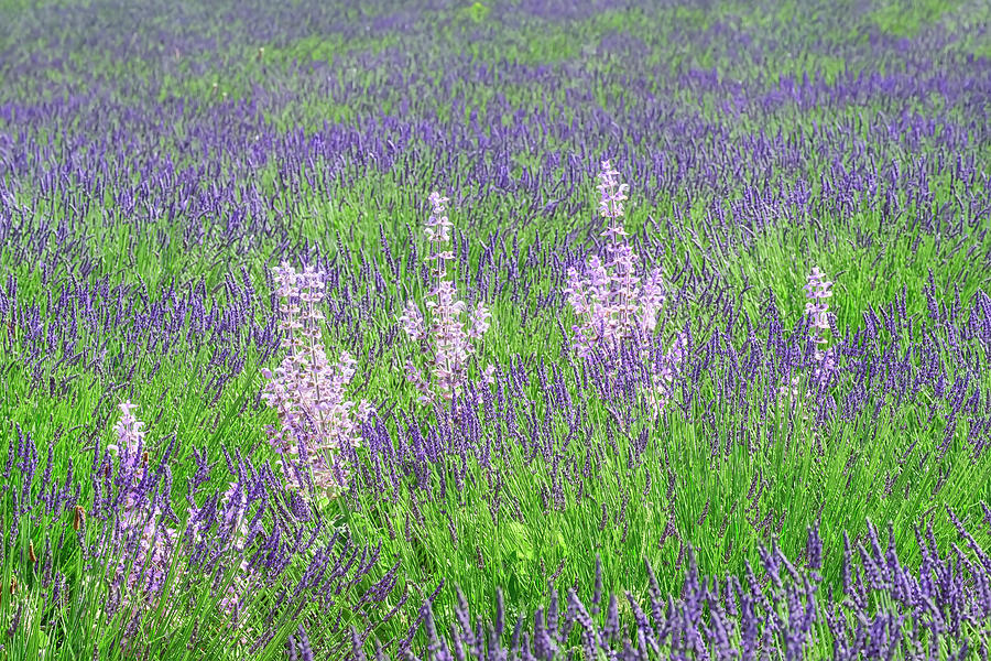 Flower Photograph - Lavender Fields With Clary Sage by Cora Niele