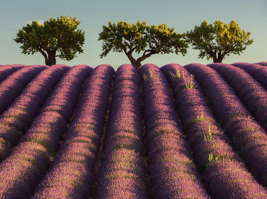 Flower Photograph - Lavender Filed by Rostovskiy Anton