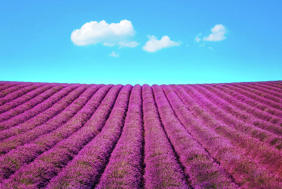 Lavender Fields and Clouds Photograph by Stefano Orazzini