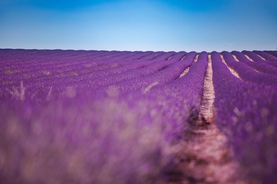 Summer Photograph - Lavender Flower Blooming Scented Fields by Levente Bodo
