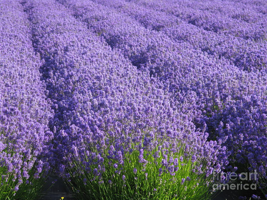Lavender Flower Field  Purple Lavandula Photograph by Sassy1902