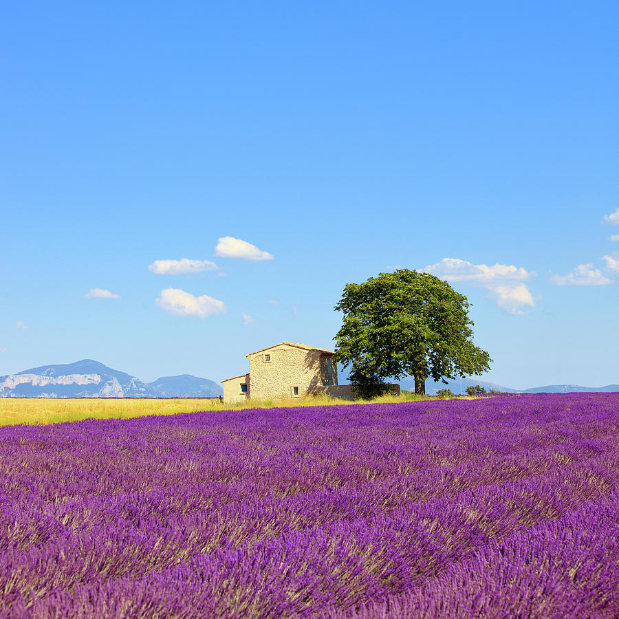 Lavender, house and tree. Provence. Photograph by Stefano Orazzini