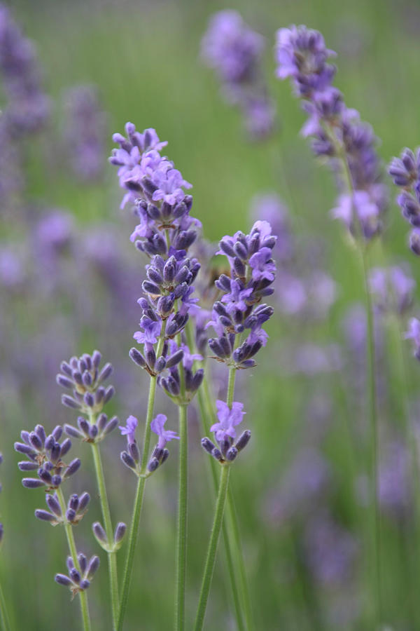 Lavender Flowers Photograph by Sonja Zelano