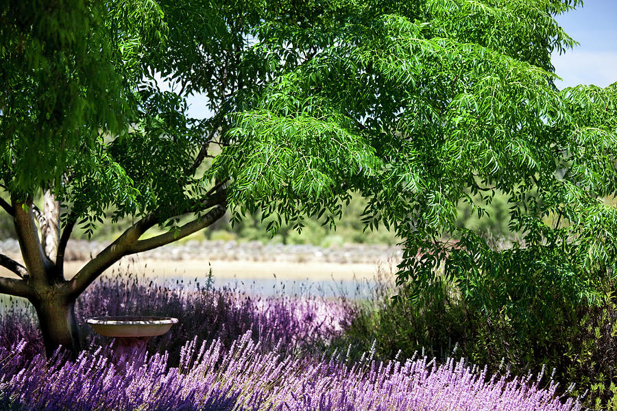 Lavender Gardeen Photograph by Lockiecurrie