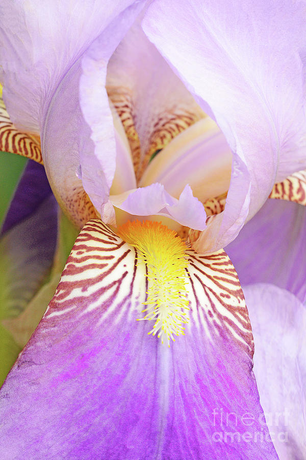 Lavender Heirloom Iris Portrait Photograph by Regina Geoghan - Pixels