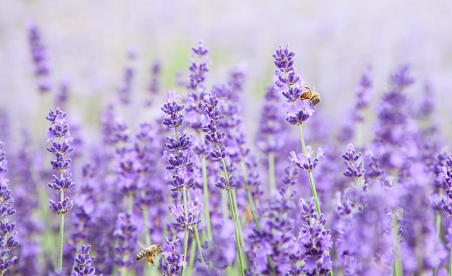 Lavender Honey Factory Photograph by Theresa Tahara