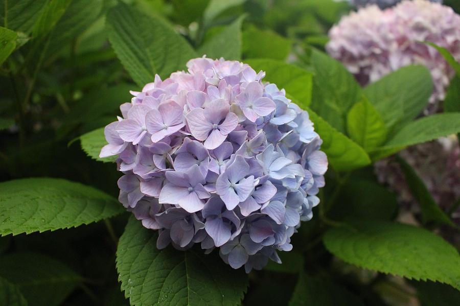 Lavender Hydrangea, Cape May Photograph by Christopher Lotito