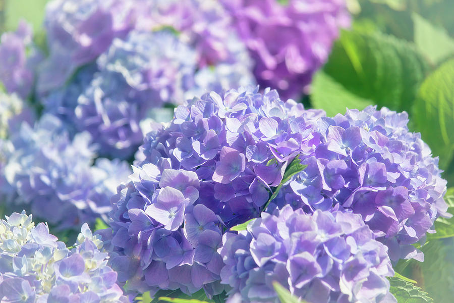 Lavender Hydrangea Photograph by Laura Vilandre