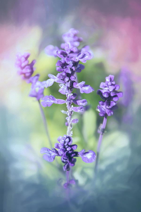 Nature Photograph - Lavender in Blue by Carol Japp