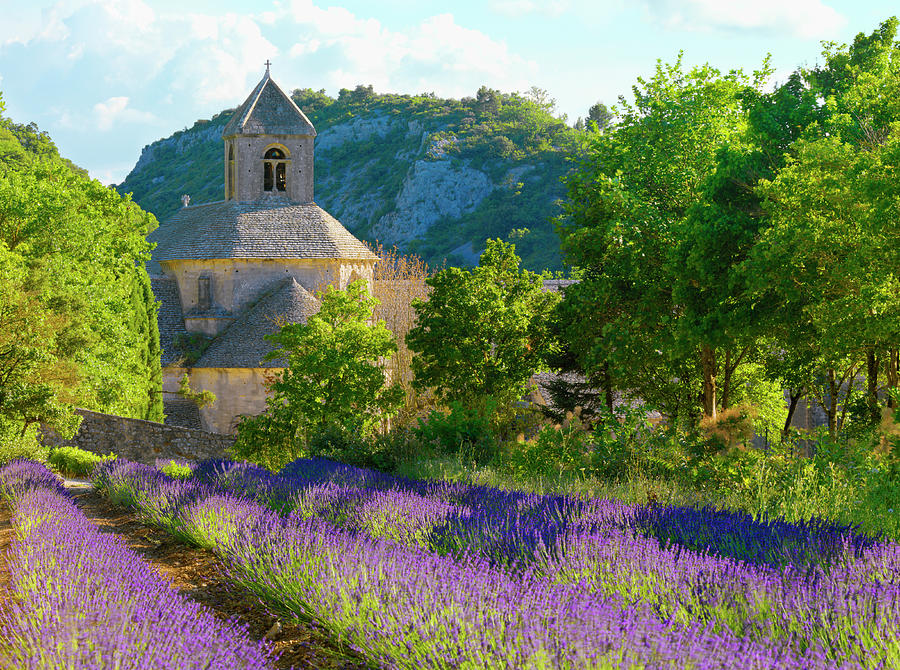 Lavender In-front Of Abbey De Senanque Photograph by Shaun Egan