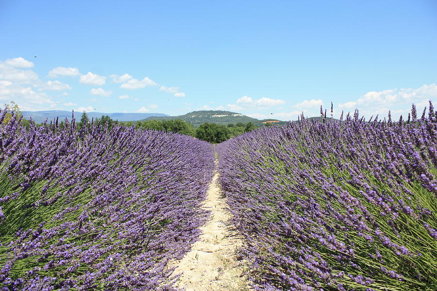 Lavender In Provence Photograph by Thomas Chung Siu Chung
