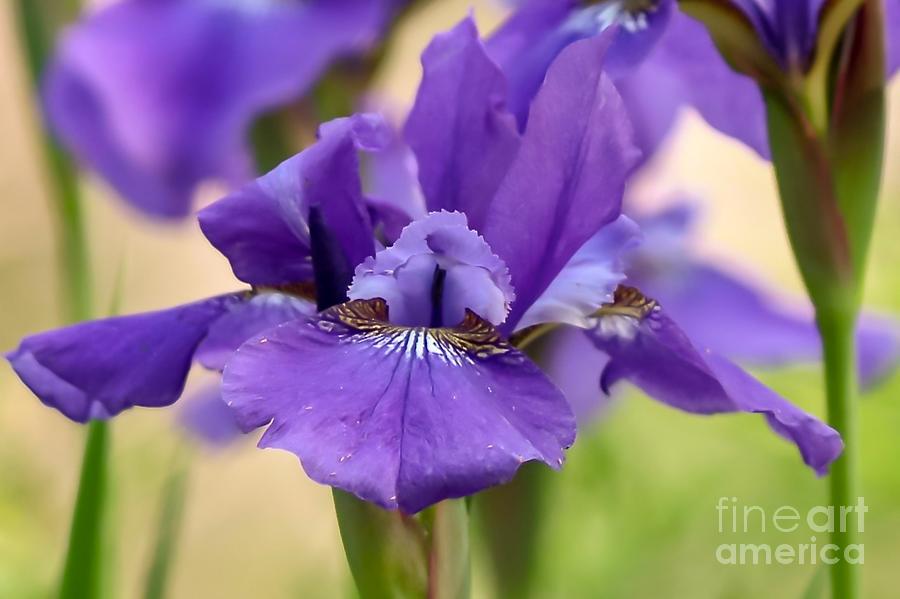Lavender Iris Photograph by Susan Rydberg