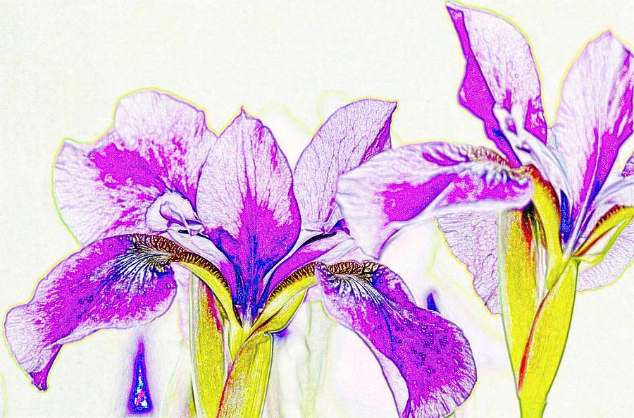 Lavender Irises Photograph by Susan Rydberg