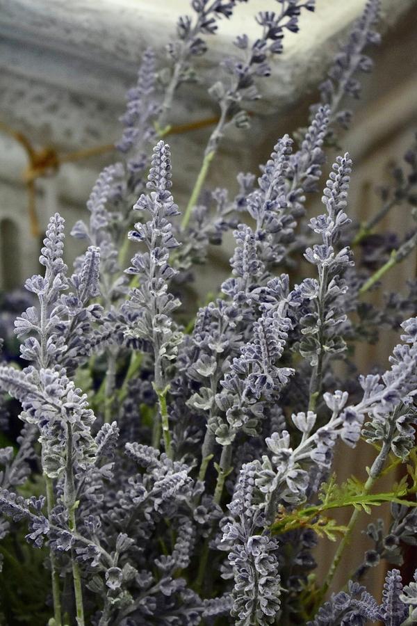 Lavender Is Lovely Photograph