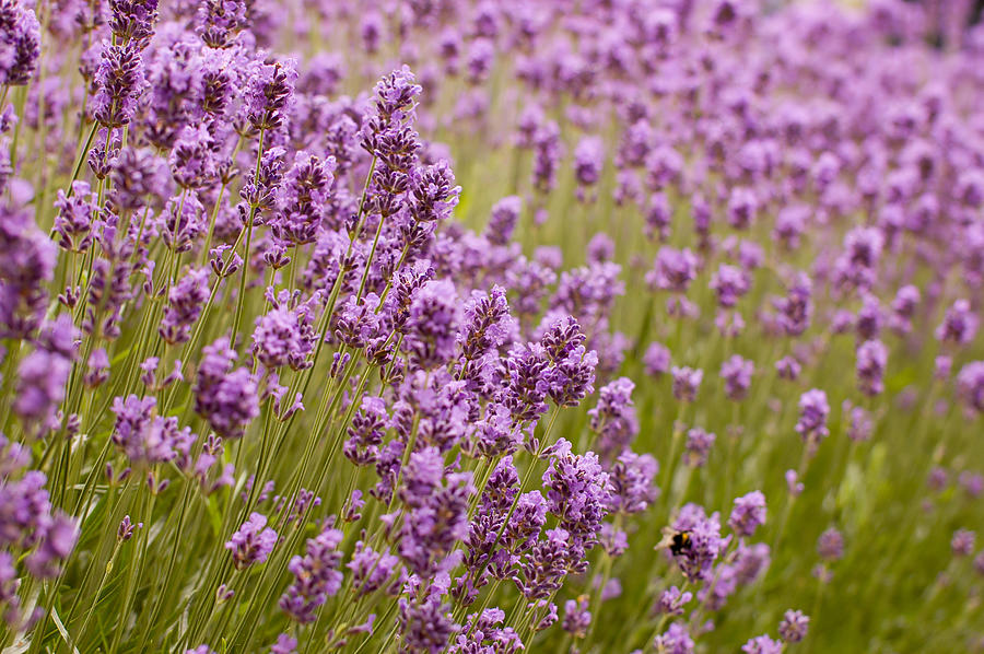 Lavender Photograph by Janbertrem