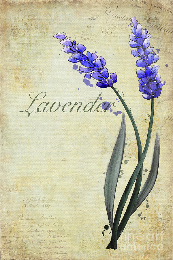 Lavender Painting by John Edwards