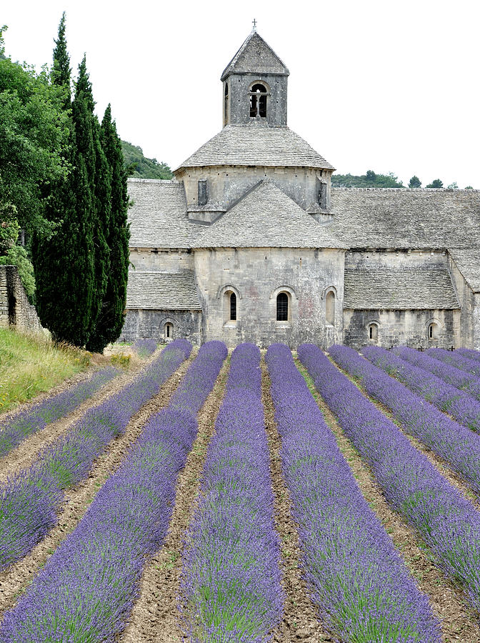 Lavender Lanes At Abbeye De Sennanque Photograph by Sproetniek