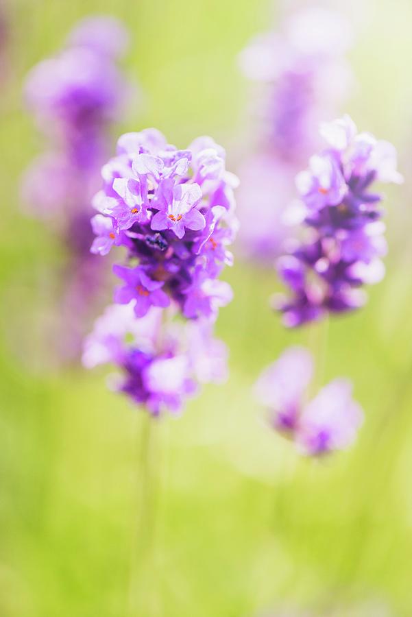 Lavender lavandula Angustifolia Growing In Garden Photograph by Lars Hallstrm