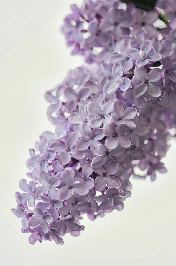 Lavender Lilac In Bloom Photograph by Maria Mosolova
