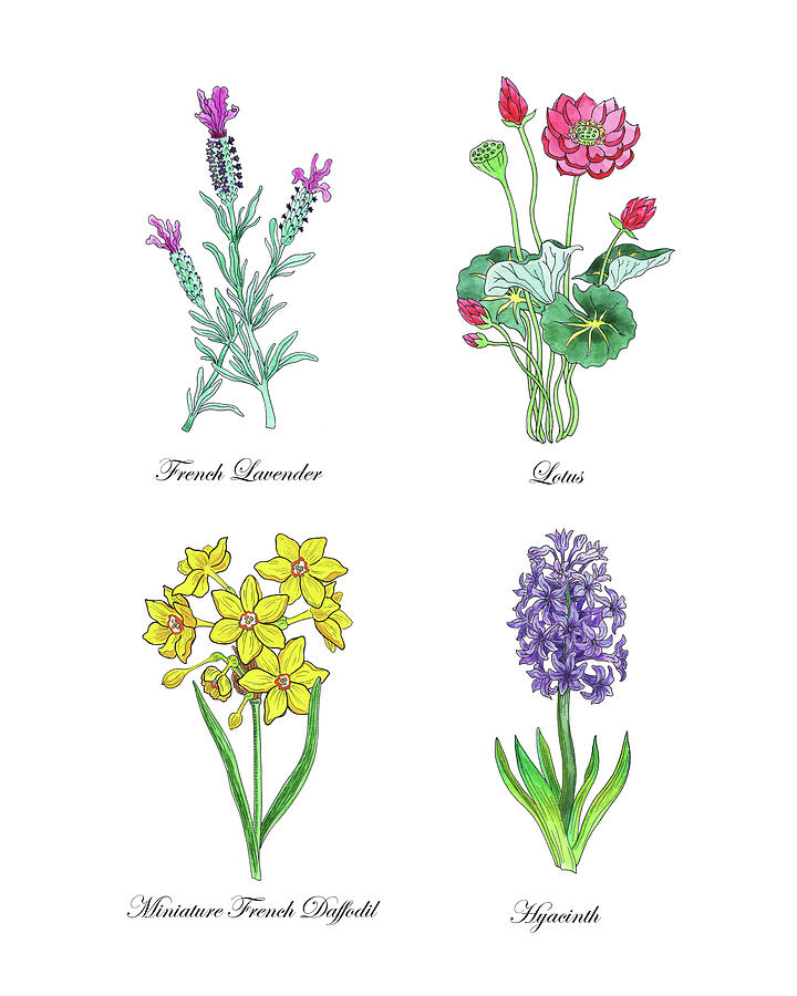 Lavender Lotus Daffodils Hyacinth Botanical Watercolor Painting by Irina Sztukowski