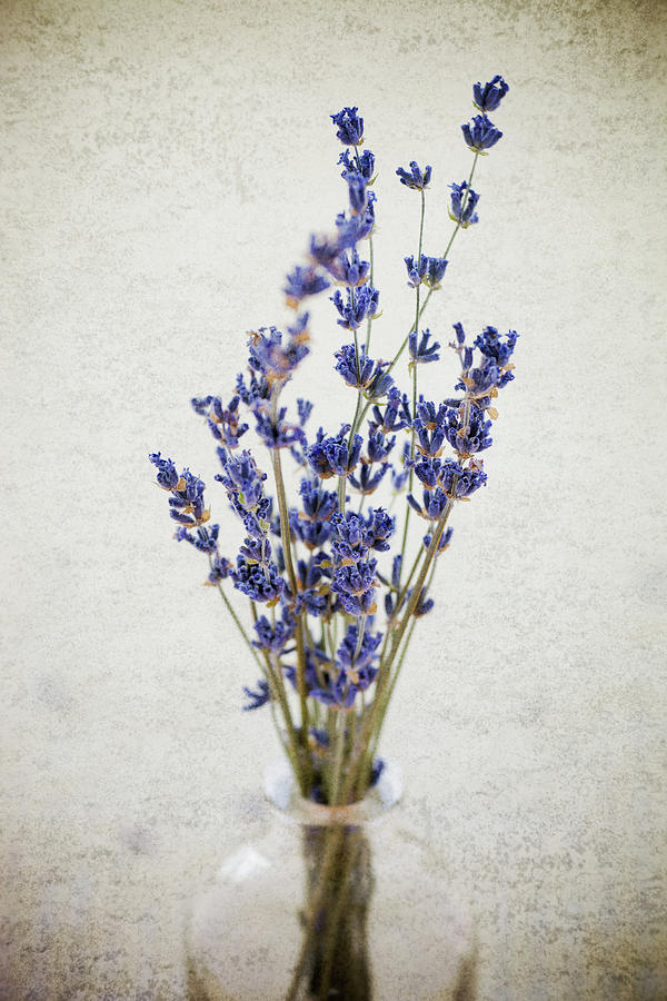 Lavender Photograph by Nicole Young