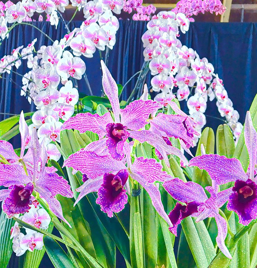 Lavender Orchid Aloha by Joalene Young Lavender Orchid Aloha by Joalene Young