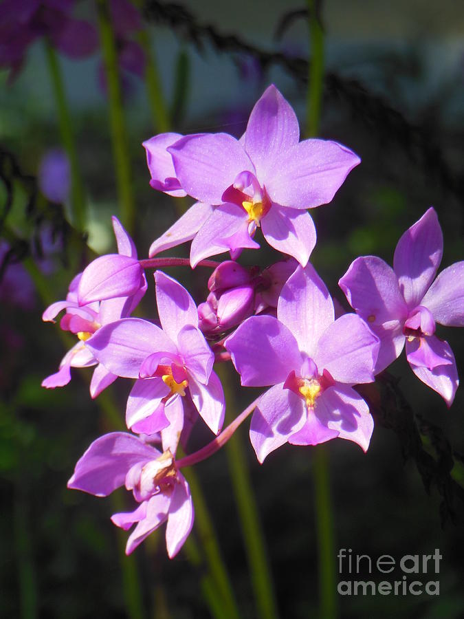 Lavender orchid бальзамин фото