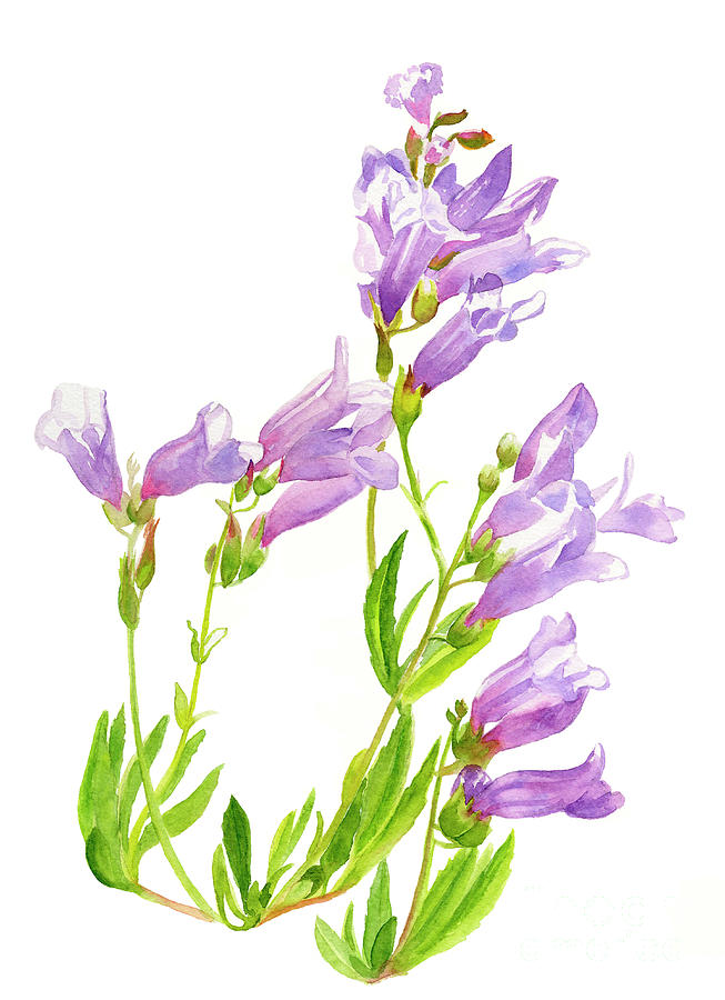 Flower Painting - Lavender Penstemon Wildflowers by Sharon Freeman