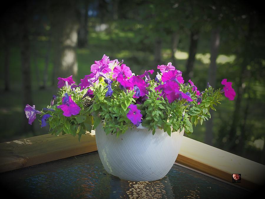 Lavender Potted Plant Photograph by Richard Thomas