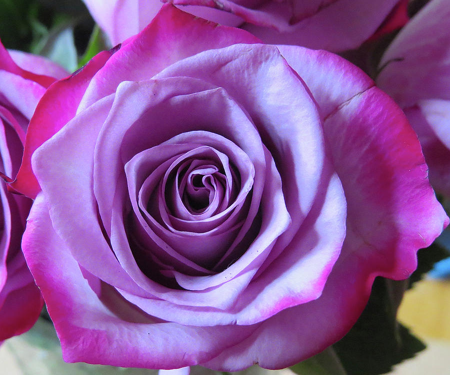 Lavender Rose Photograph by Linda Stern