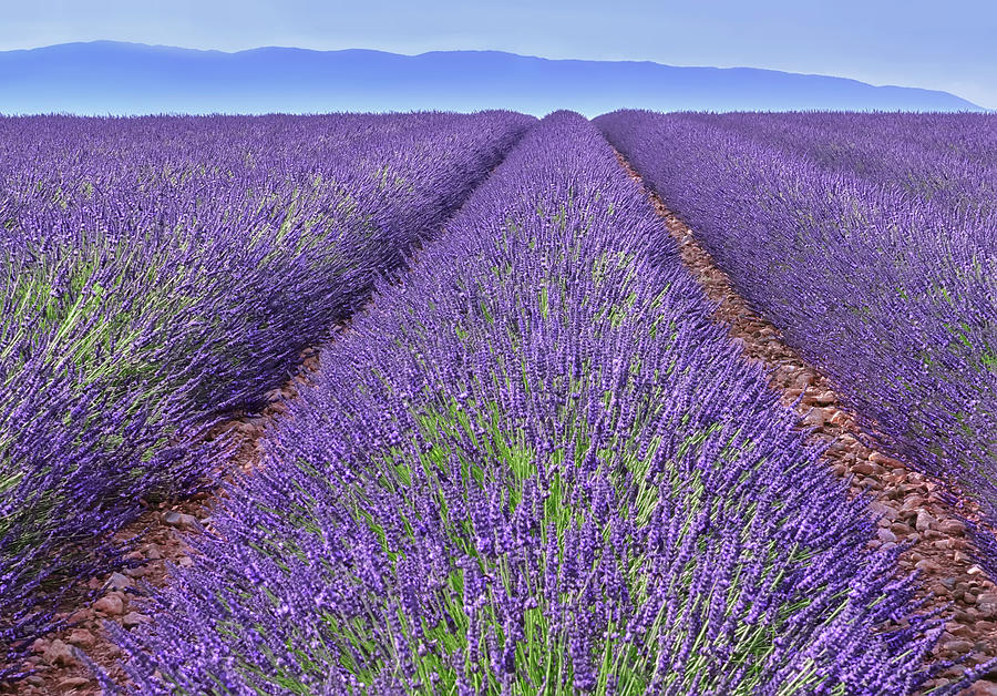 Flower Photograph - Lavender Rows by Cora Niele