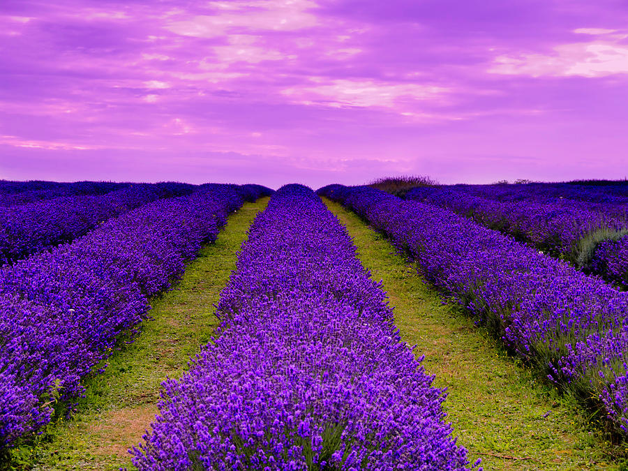 Lavender Rows Photograph by Stephen F Kitt Photos