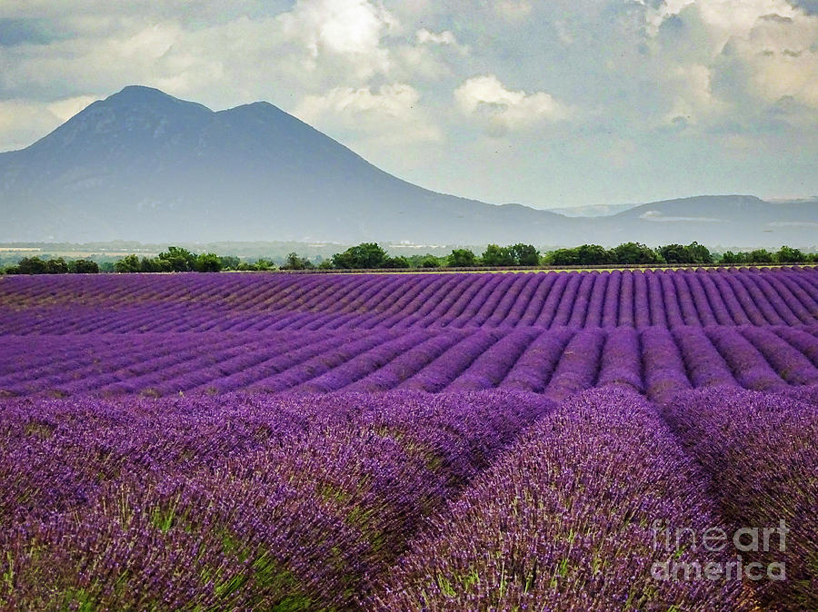 Lavender Photograph - Lavender Rows Valensole France				 by Bob Lentz