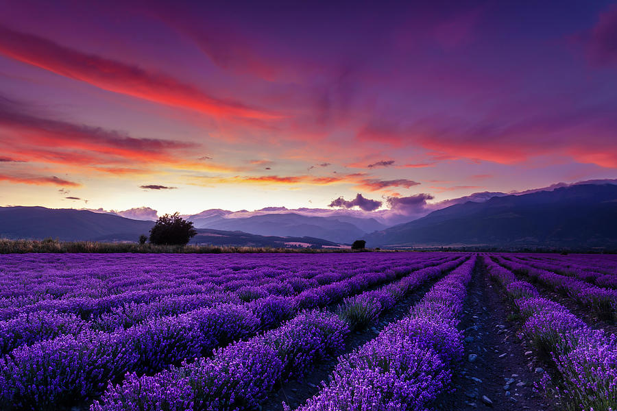 Dusk Photograph - Lavender Season by Evgeni Dinev Dusk Photograph - Lavender Season by Evgeni Dinev